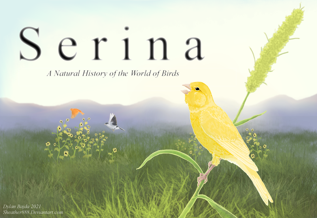 Serina: A Natural History of the World of Birds by Dylan Bajda